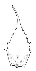 Fabronia australis, leaves. Drawn from A.J. Fife 5025, CHR 349487.
 Image: R.C. Wagstaff © Landcare Research 2014 